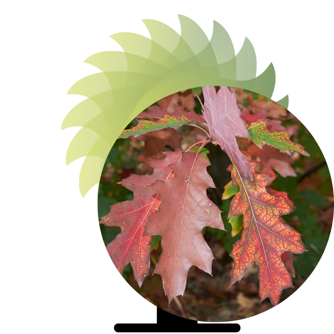 Amerikaanse Eik De Amerikaanse Eik, bekend als Quercus rubra, is een houtsoort met een rijke historie en herkomst.