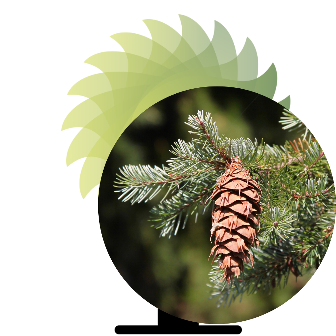 Europese Douglas De Europese Douglas, of Pseudotsuga menziesii, is een imposante verschijning die oorspronkelijk uit het westen van Noord-Amerika komt en nu ook in Europa veel voorkomt.